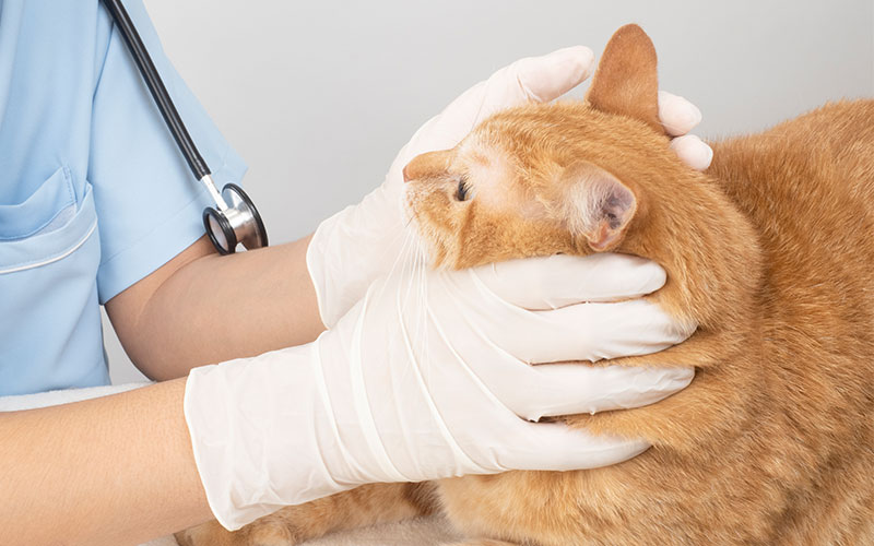 犬・猫・鳥・ハムスターなど小動物の診療イメージ