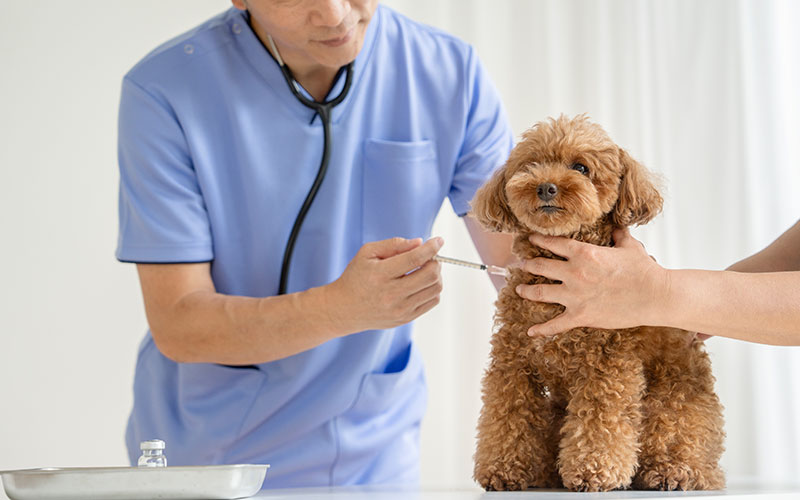 ワクチンやノミ・ダニ予防など予防医療のイメージ