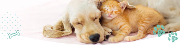 高坂どうぶつ病院について