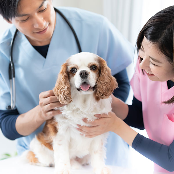 獣医とわんちゃん