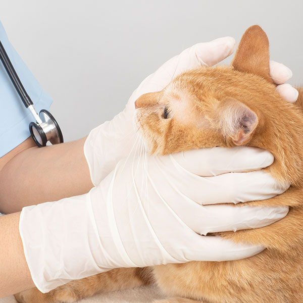 獣医とねこちゃん