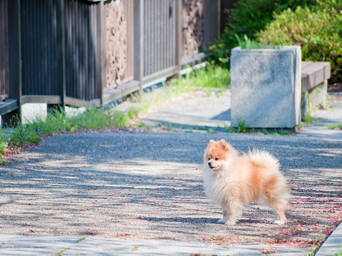 マイクロチップ