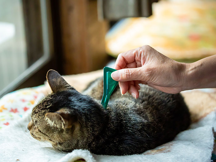 ノミ・ダニ予防